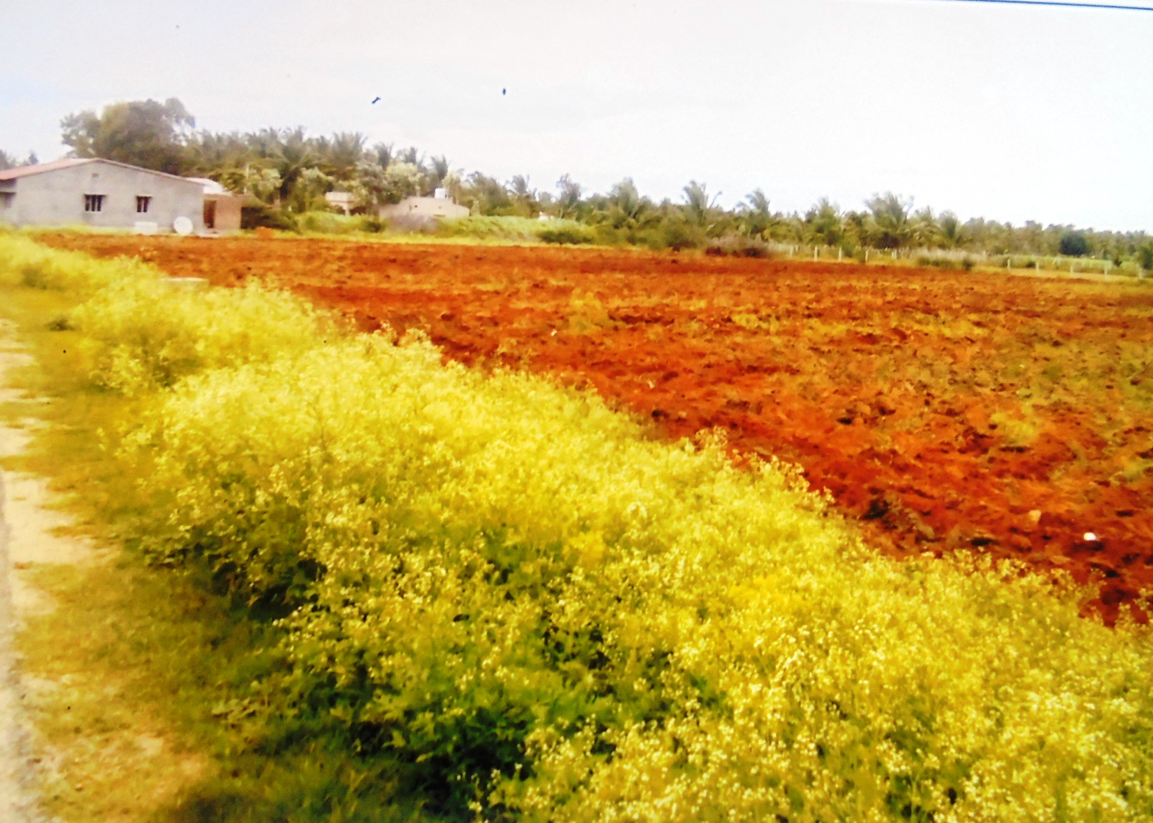 ನಿವೇಶನಗಳ ಸ್ಥಳದಲ್ಲಿ ಅಕ್ರಮ ವ್ಯವಸಾಯ: ಆರೋಪ